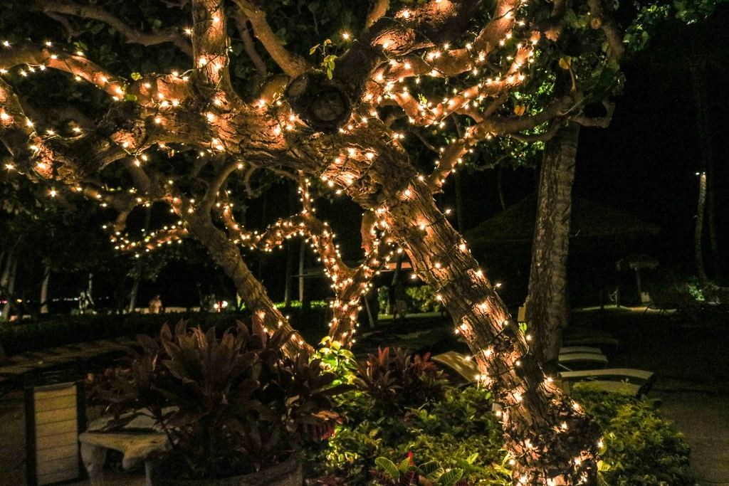 Trees & landscaping